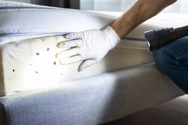 Best Affordable Pest Control Services  in Oli, PA